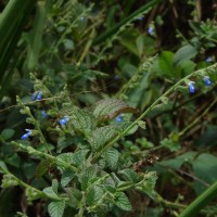 Salvia misella Kunth